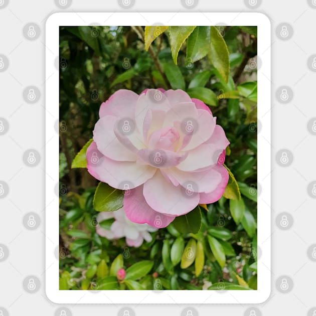 Pale Pink Camelia Sticker by claire-l-page